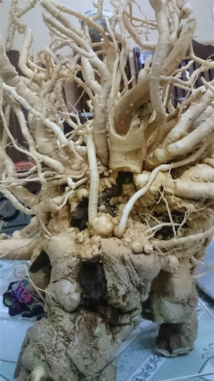 Đinh lăng, củ đinh lăng, củ đinh lăng khủng nhất việt Nam, củ đinh lăng dáng huyền