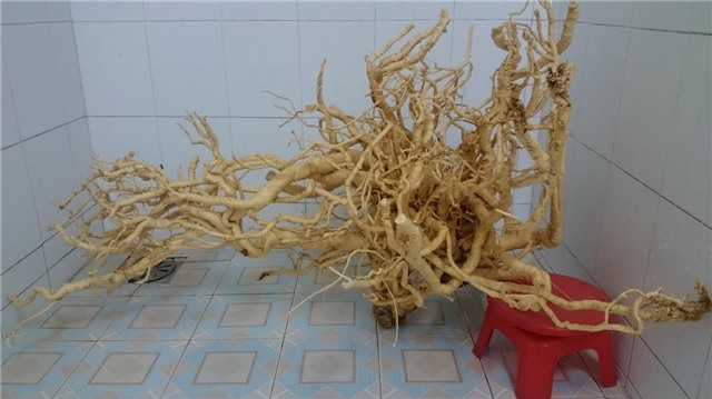 Đinh lăng, củ đinh lăng, củ đinh lăng khủng nhất việt Nam, củ đinh lăng dáng huyền