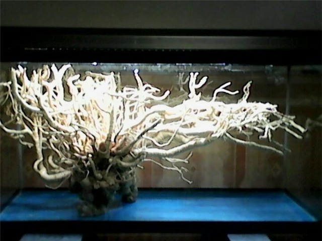 Đinh lăng, củ đinh lăng, củ đinh lăng khủng nhất việt Nam, củ đinh lăng dáng huyền