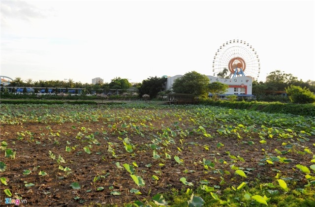 Gioi tre Ha thanh doi nang tao dang voi sen mat mua hinh anh 2