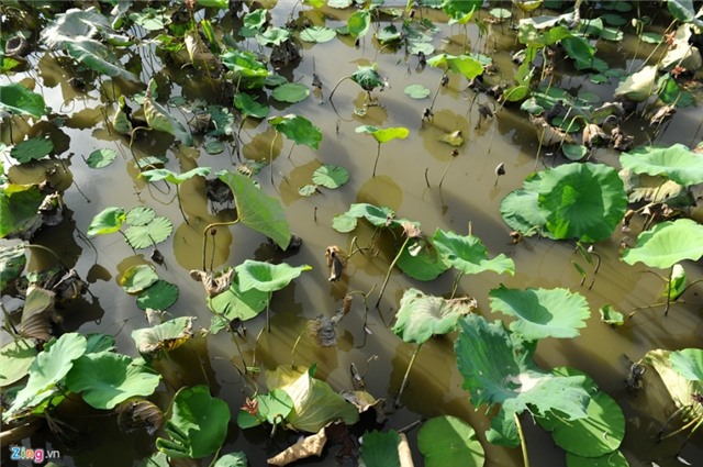 Gioi tre Ha thanh doi nang tao dang voi sen mat mua hinh anh 5