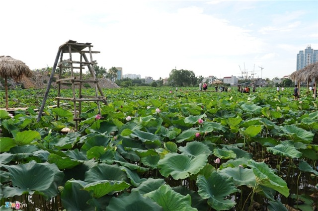 Gioi tre Ha thanh doi nang tao dang voi sen mat mua hinh anh 7