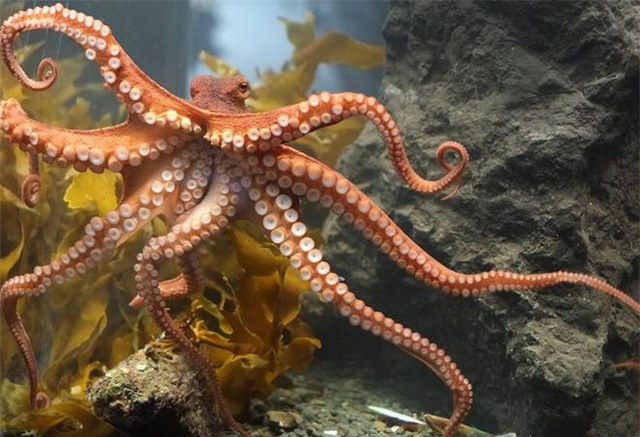 7 lý do biến bạch tuộc thành sinh vật thông minh nhất dưới biển, hơn cả cá heo - Ảnh 6.