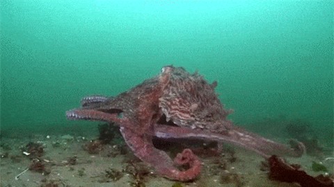 7 lý do biến bạch tuộc thành sinh vật thông minh nhất dưới biển, hơn cả cá heo - Ảnh 7.