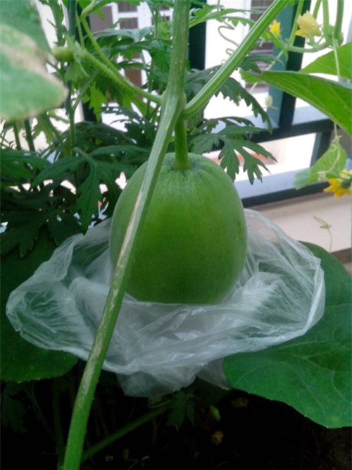 ong bo tre mach cach trong dua le “sieu ngot” cho trai suot he - 1