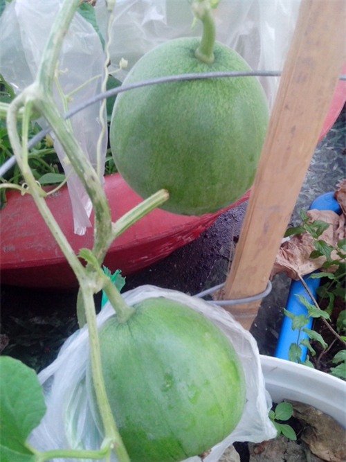 ong bo tre mach cach trong dua le “sieu ngot” cho trai suot he - 10