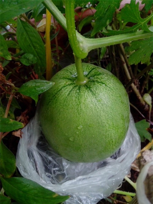 ong bo tre mach cach trong dua le “sieu ngot” cho trai suot he - 11