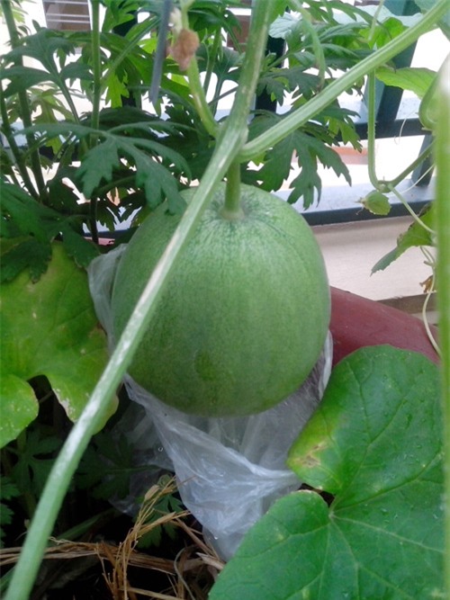 ong bo tre mach cach trong dua le “sieu ngot” cho trai suot he - 12