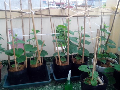 ong bo tre mach cach trong dua le “sieu ngot” cho trai suot he - 2