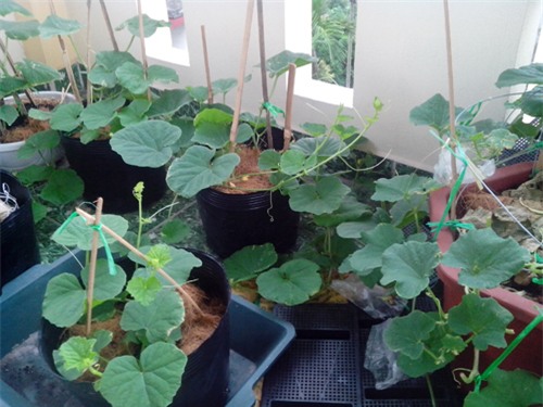 ong bo tre mach cach trong dua le “sieu ngot” cho trai suot he - 3