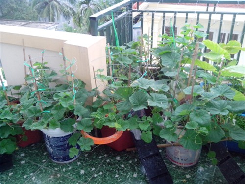 ong bo tre mach cach trong dua le “sieu ngot” cho trai suot he - 5