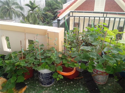 ong bo tre mach cach trong dua le “sieu ngot” cho trai suot he - 6