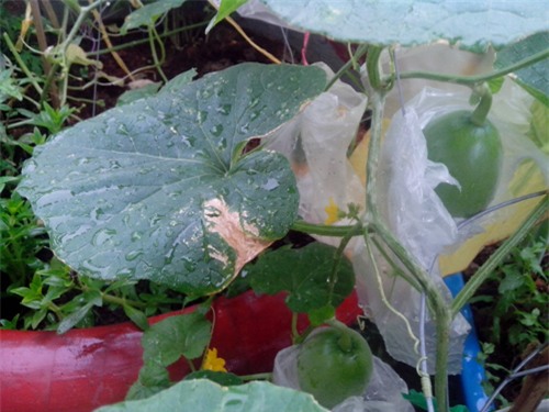 ong bo tre mach cach trong dua le “sieu ngot” cho trai suot he - 7