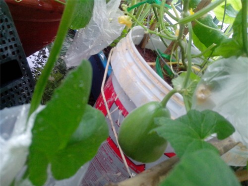 ong bo tre mach cach trong dua le “sieu ngot” cho trai suot he - 8