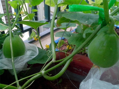 ong bo tre mach cach trong dua le “sieu ngot” cho trai suot he - 9