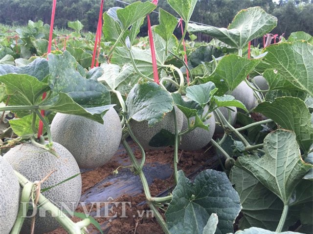 lao nong u60 tu tin dau tu tram trieu trong dua ngoai hinh anh 1