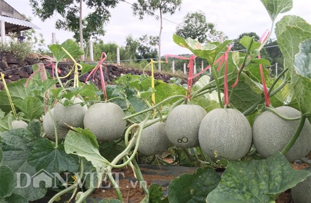 lao nong u60 tu tin dau tu tram trieu trong dua ngoai hinh anh 2