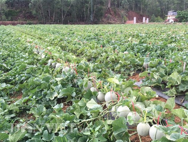 lao nong u60 tu tin dau tu tram trieu trong dua ngoai hinh anh 5