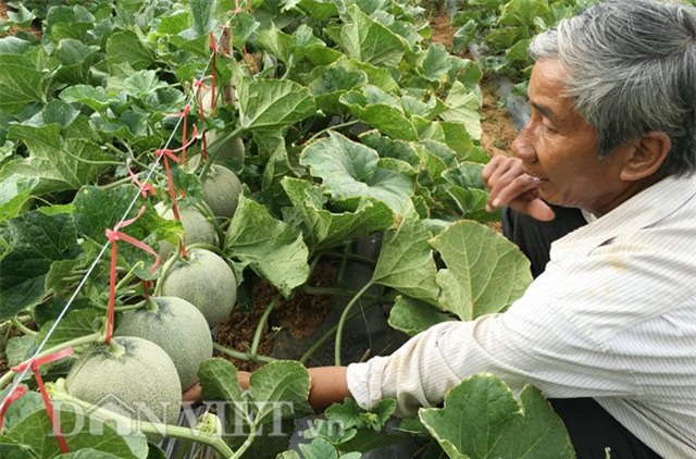lao nong u60 tu tin dau tu tram trieu trong dua ngoai hinh anh 6