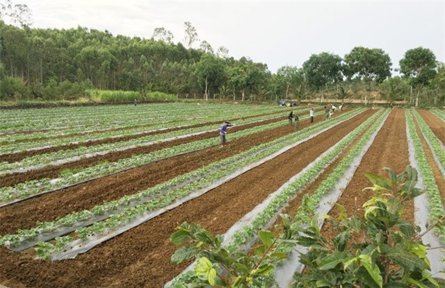 lao nong u60 tu tin dau tu tram trieu trong dua ngoai hinh anh 7