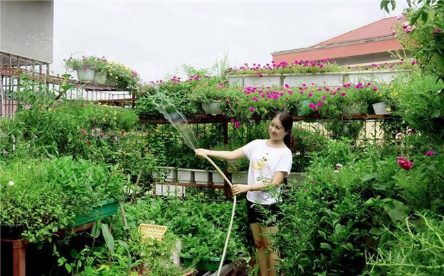 trốn việc về nhà tưới rau, bà chị trưởng phòng trốn việc, rau chết cháy, rau sân thượng, trồng rau trên sân thượng, nắng nóng