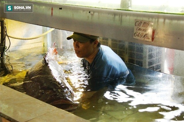 Cá mú, Côn Đảo, đại gia, thủy quái, cá sông, hải sản, dân nhậu, bàn nhậu