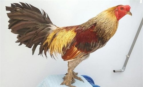 đôi chân 'độc lạ', gà vảy rồng, chục triệu, gà quý, gà Đông Tảo, dân chơi, tiền tỷ