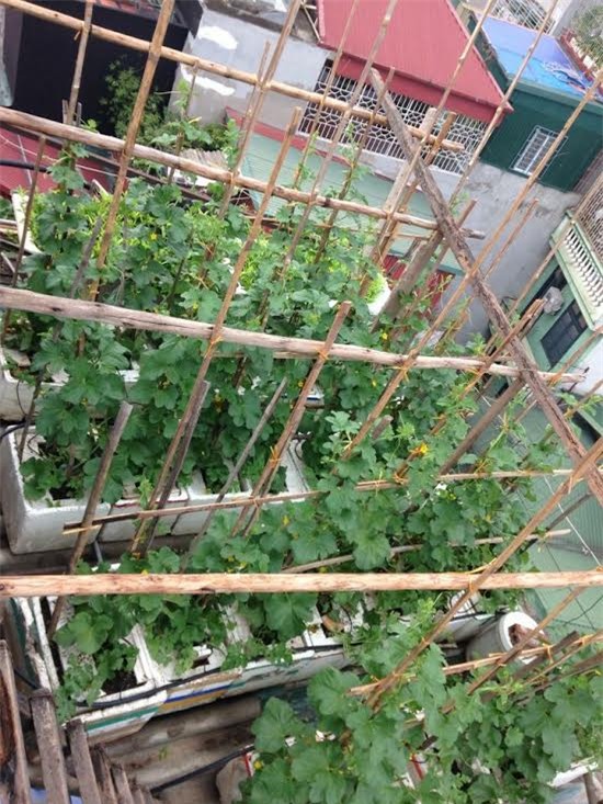 tưới rau buổi trưa, nắng nóng, rau héo chết, rau trên sân thượng, tưới nước cho vườn rau trên sân thượng