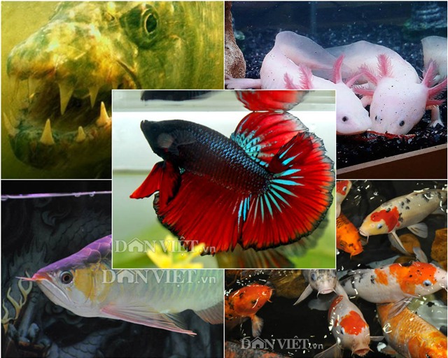 diem mat nhung loai ca doc, la 