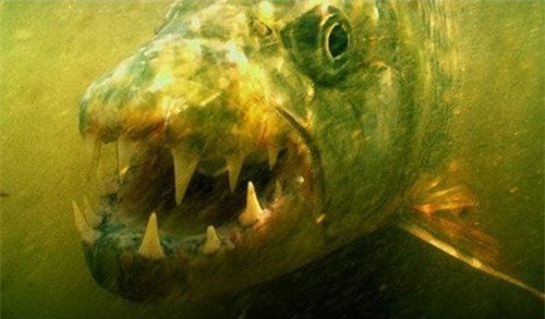 diem mat nhung loai ca doc, la 