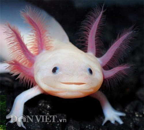 diem mat nhung loai ca doc, la 