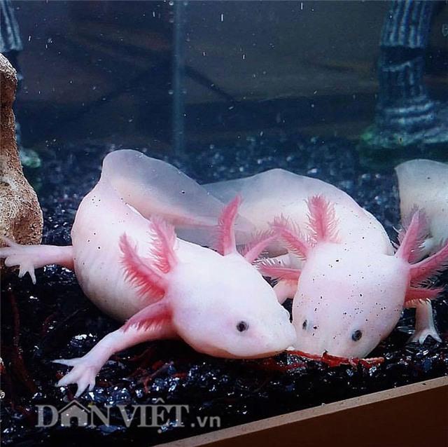 diem mat nhung loai ca doc, la 