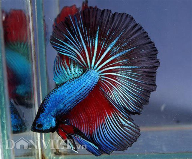 diem mat nhung loai ca doc, la 