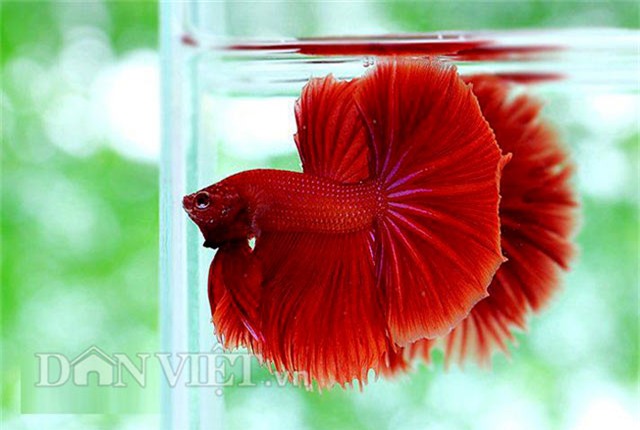 diem mat nhung loai ca doc, la 