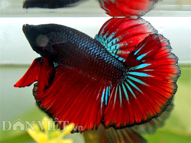 diem mat nhung loai ca doc, la 