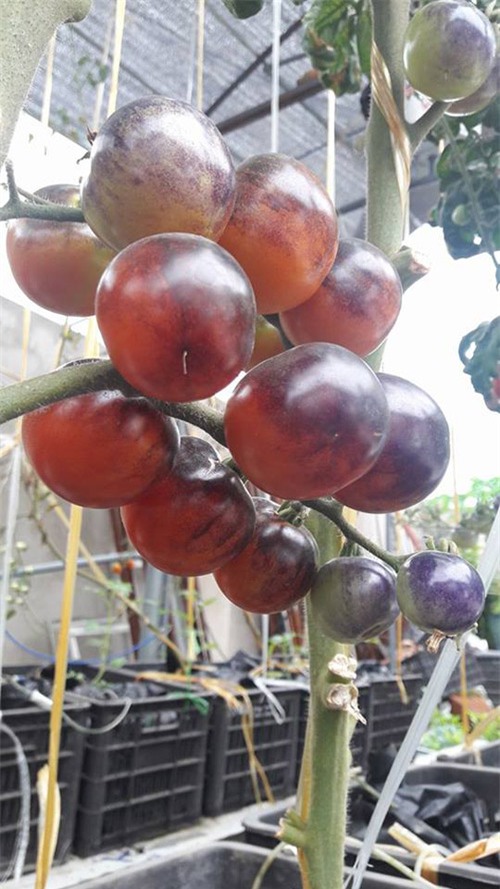 vuon rau, cu, qua tot um kieu 