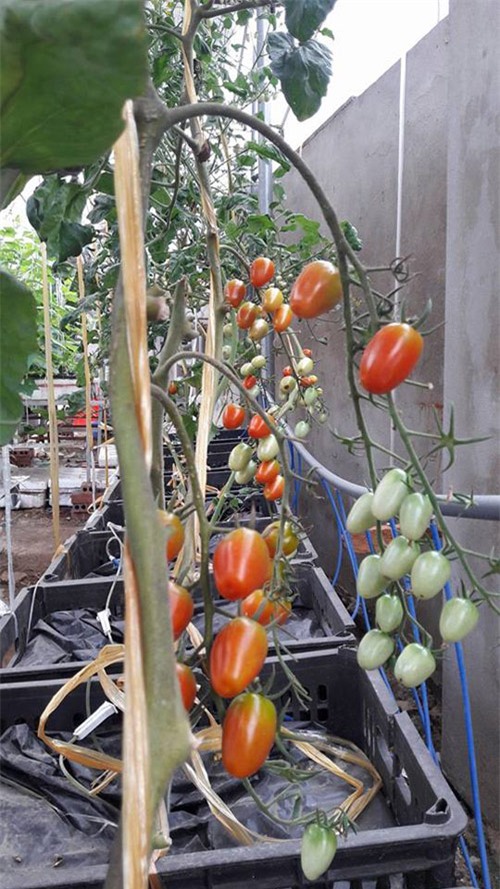 vuon rau, cu, qua tot um kieu 