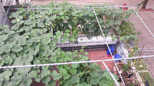 vuon rau, cu, qua tot um kieu 