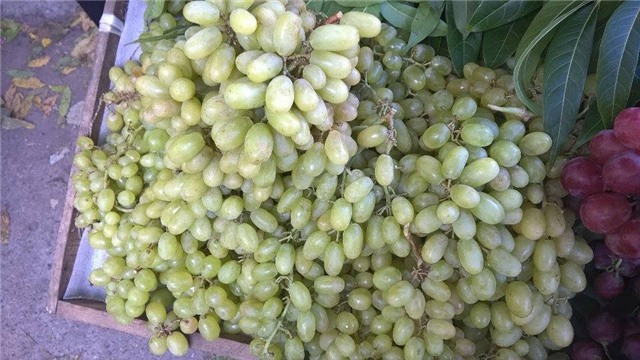 nho trung quốc, nho ninh thuận, cách phân biệt nho trung quốc với nho ninh thuận, nho trung quốc gắn mác nho ninh thuận, nho Tàu