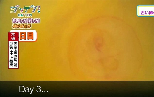 Ở Nhật Bản, trứng gà không vỏ vẫn có thể nở thành con - Ảnh 4.