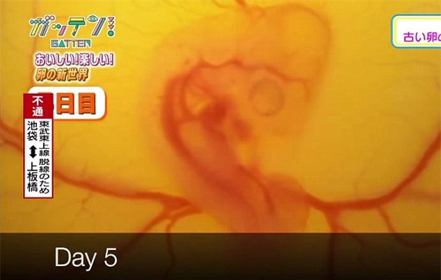 Ở Nhật Bản, trứng gà không vỏ vẫn có thể nở thành con - Ảnh 5.