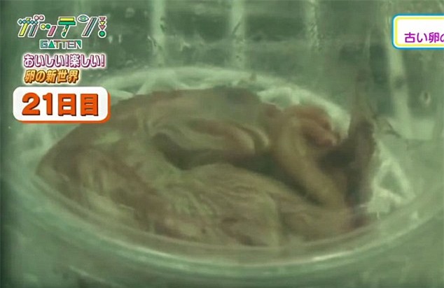 Ở Nhật Bản, trứng gà không vỏ vẫn có thể nở thành con - Ảnh 7.
