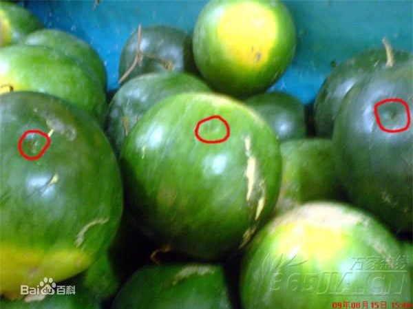Cảnh báo tình trạng dưa hấu bị tiêm thuốc ở Trung Quốc - Ảnh 3.