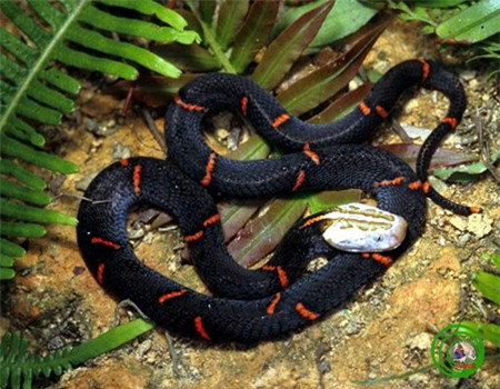 4 loài rắn cực độc được tìm thấy nhiều nhất ở Fansipan - Ảnh 4.