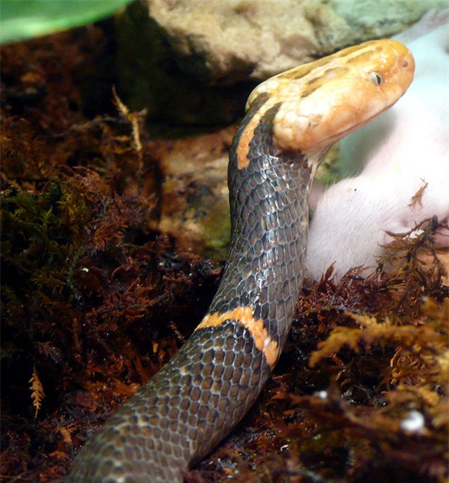 4 loài rắn cực độc được tìm thấy nhiều nhất ở Fansipan - Ảnh 5.