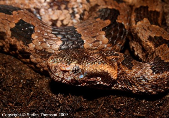 4 loài rắn cực độc được tìm thấy nhiều nhất ở Fansipan - Ảnh 6.
