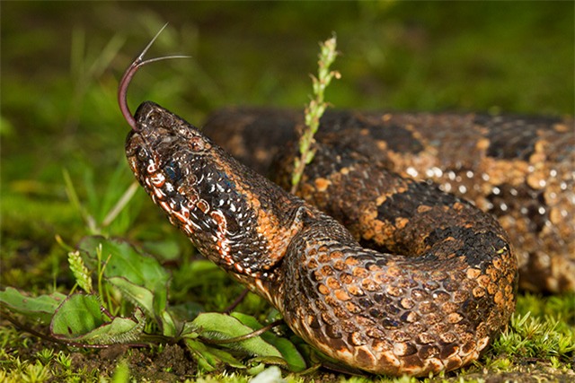 4 loài rắn cực độc được tìm thấy nhiều nhất ở Fansipan - Ảnh 7.