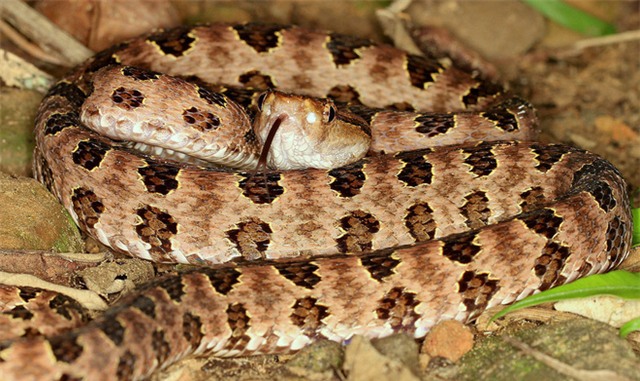 4 loài rắn cực độc được tìm thấy nhiều nhất ở Fansipan - Ảnh 8.