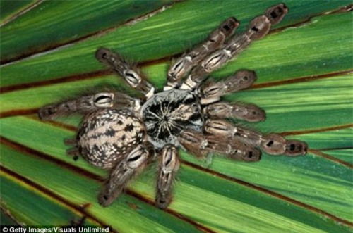 Độc nhện giúp điều trị loạt bệnh từ tự kỷ đến Alzheimer - 1