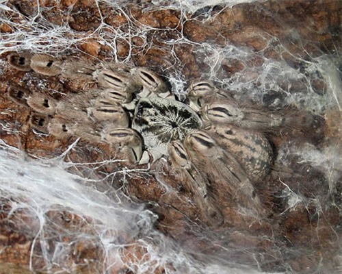 Độc nhện giúp điều trị loạt bệnh từ tự kỷ đến Alzheimer - 2